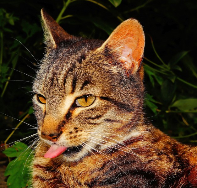 猫的脸部特写图片