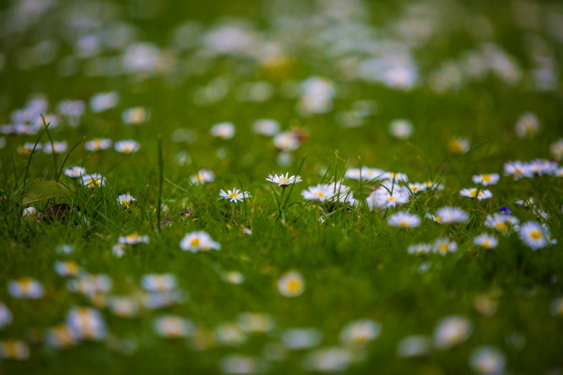 草地上的雏菊图片