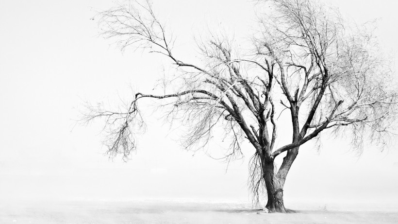 一棵孤单的树图片