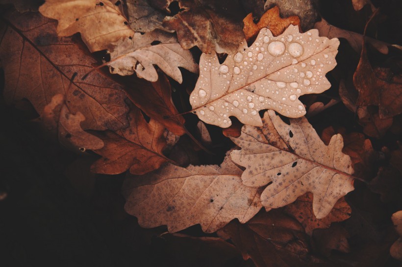 深秋的落叶图片
