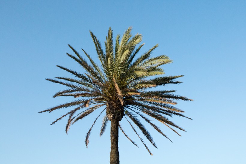 低海拔生长的椰子树图片