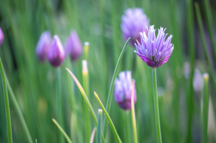 漂亮好看的紫色葱花图片