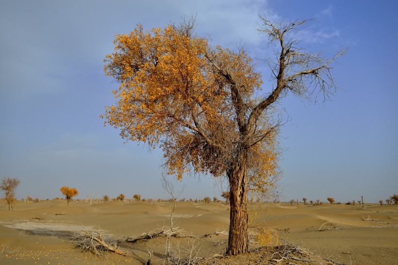 新疆塔里木沙漠公路旁的胡杨树图片