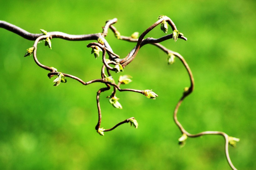 春天枝头的嫩芽图片