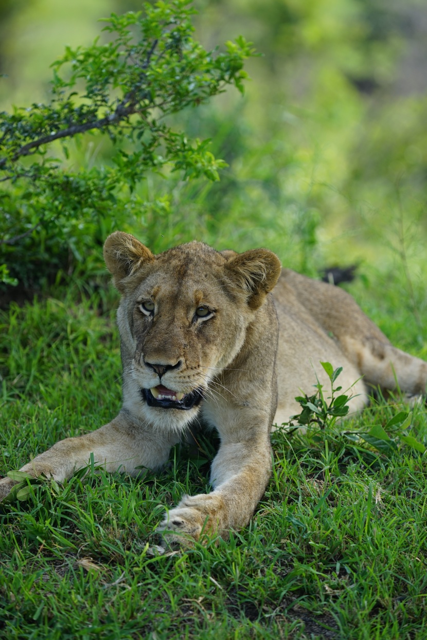趴在草地上的母狮子图片
