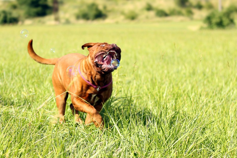 在草地玩耍的波尔多犬图片