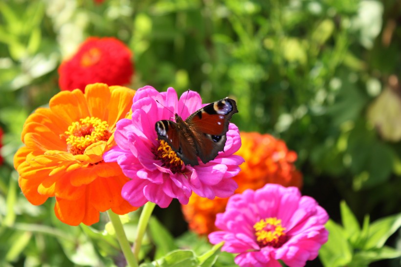 花丛中的孔雀蝴蝶图片