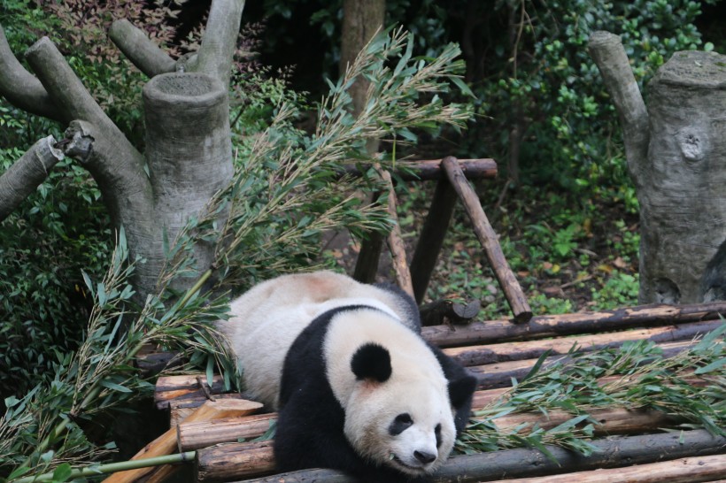 可爱大熊猫图片