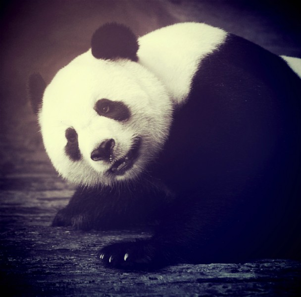 可爱呆萌的大熊猫图片