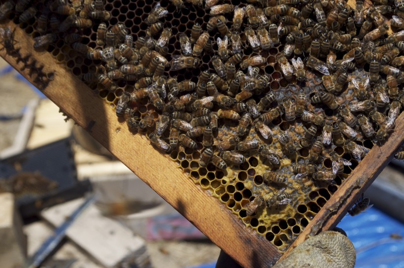 蜂箱里的蜜蜂图片