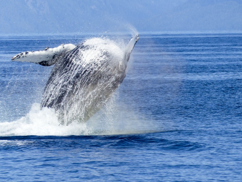 跃出水面的鲸图片
