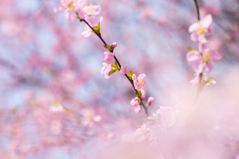 春风里盛开的桃花图片