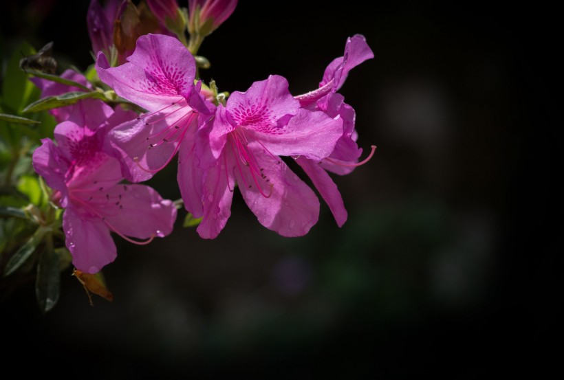 杜鹃花图片