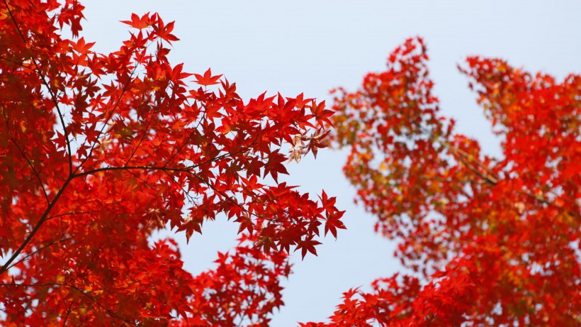 秋天红色的树叶图片
