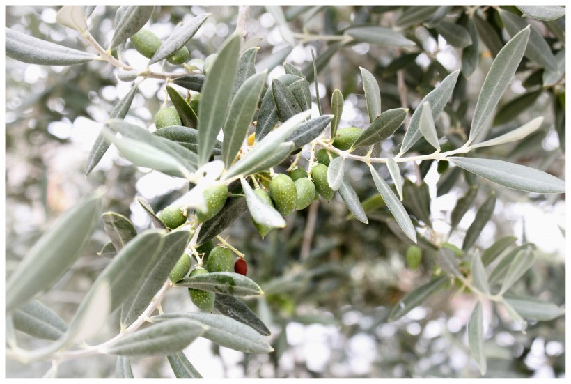 树枝上的橄榄图片