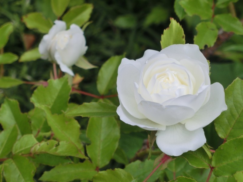 洁白的白玫瑰图片