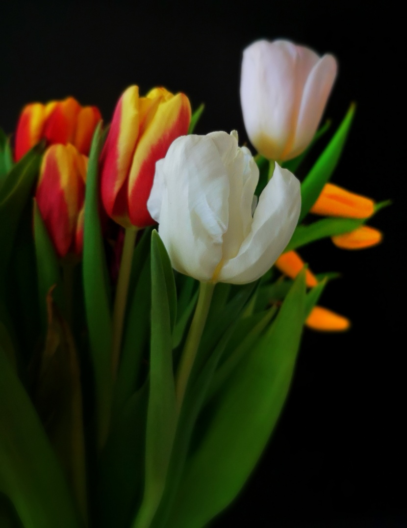 盛开的郁金香花卉图片