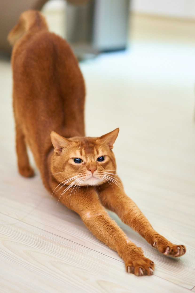 伸懒腰的猫咪图片