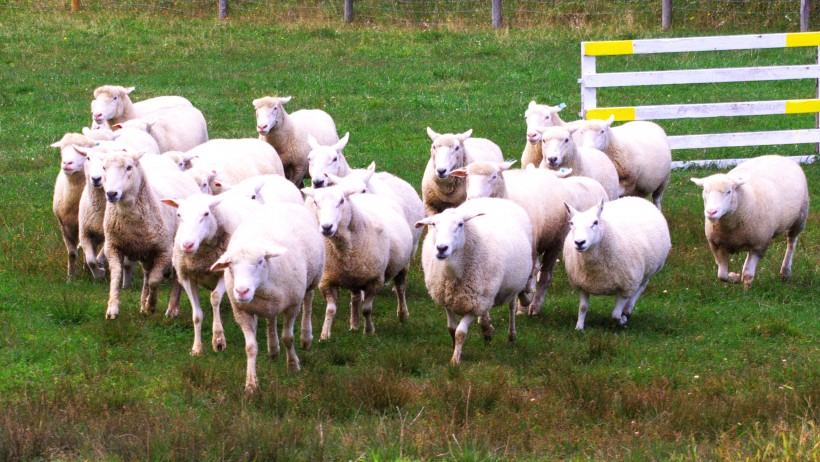 牧场里的绵羊群图片