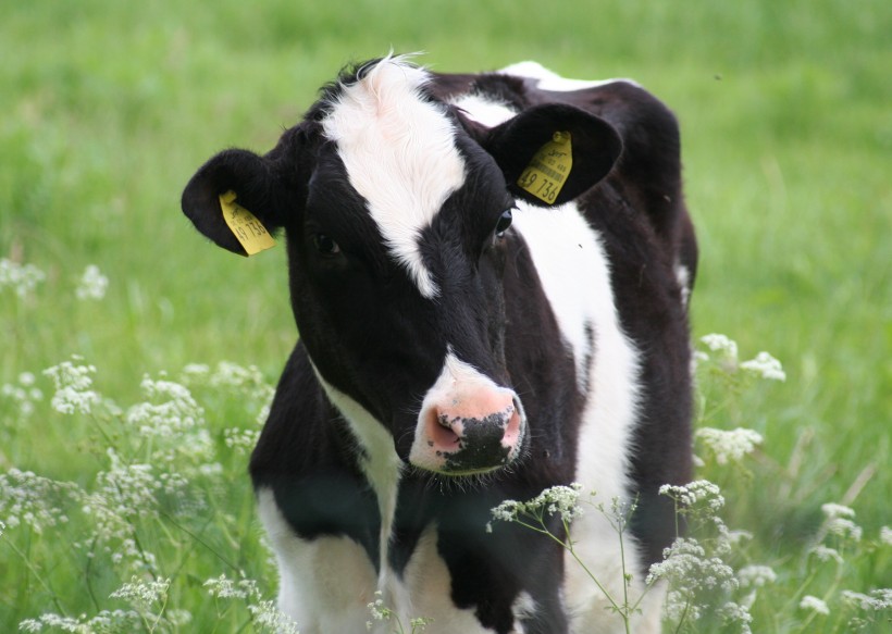 牧场里的荷兰奶牛图片
