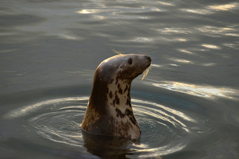 水中的海狮图片