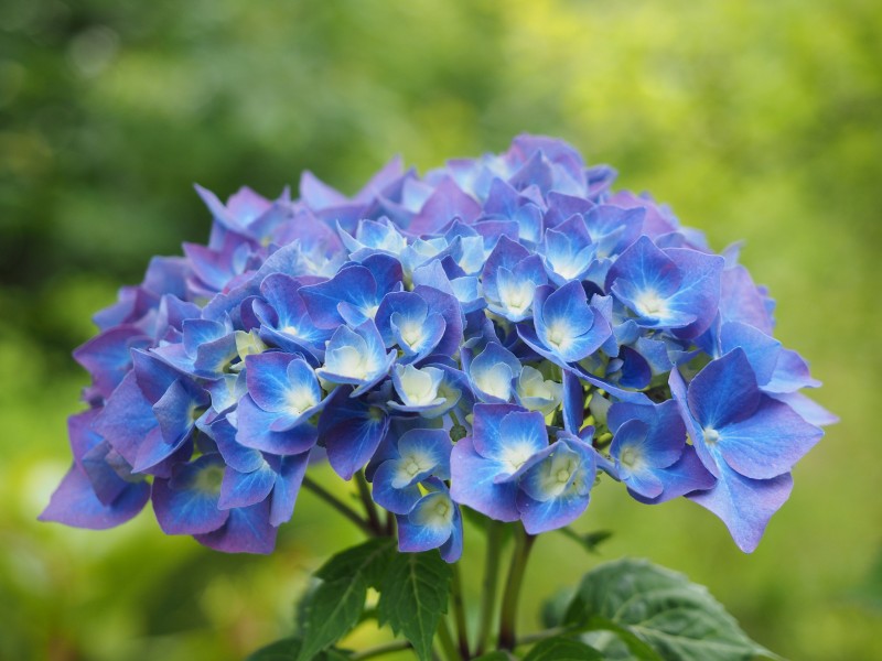 花型饱满味道清香的蓝色绣球图片