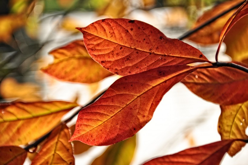 深秋泛黄的落叶图片