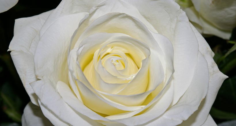 清纯淡雅的白玫瑰图片