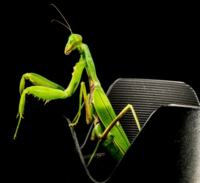 霸道威武的绿色螳螂图片