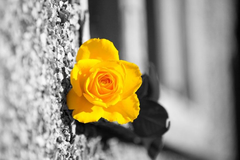 黄色玫瑰花图片