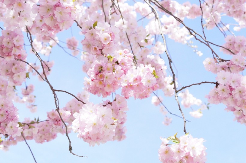 热闹盛开的粉嫩樱花图片