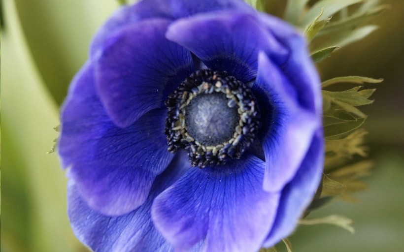 紫色银莲花图片