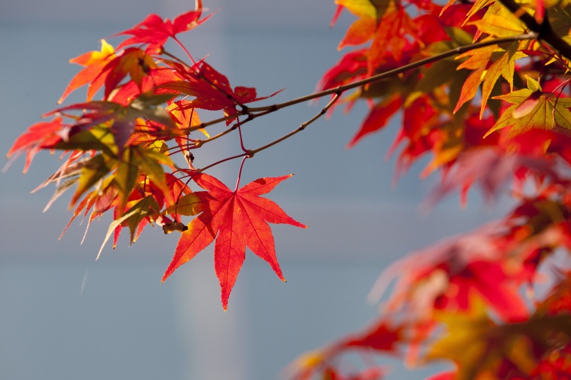 红的似火的秋季枫叶图片