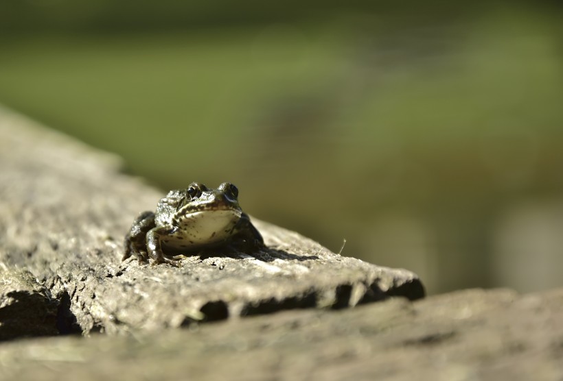 调皮可爱的树蛙图片