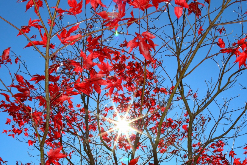 秋季唯美的红色枫叶图片