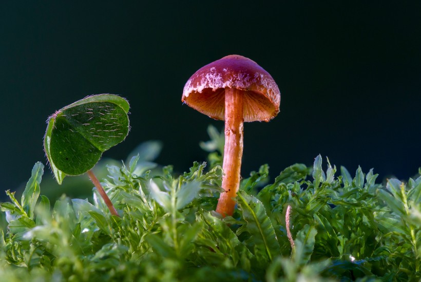 森林里好看的毒蘑菇图片