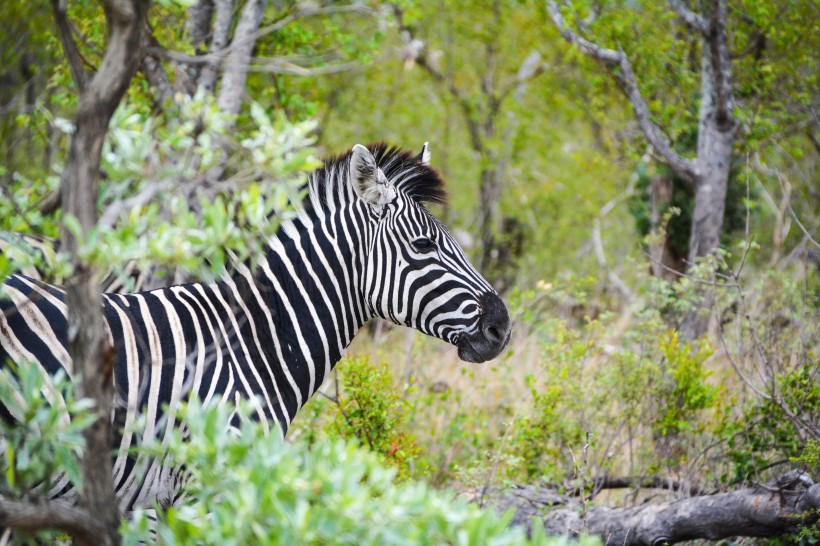 非洲草原上悠闲的斑马图片