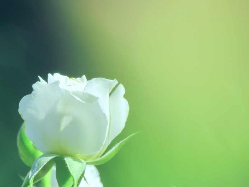 洁白的白玫瑰图片