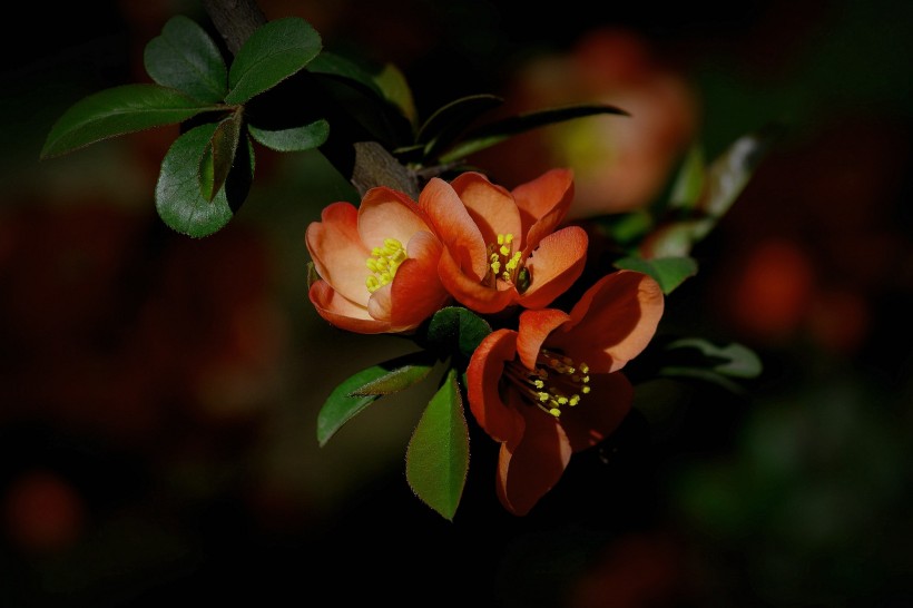 橙色贴梗海棠图片