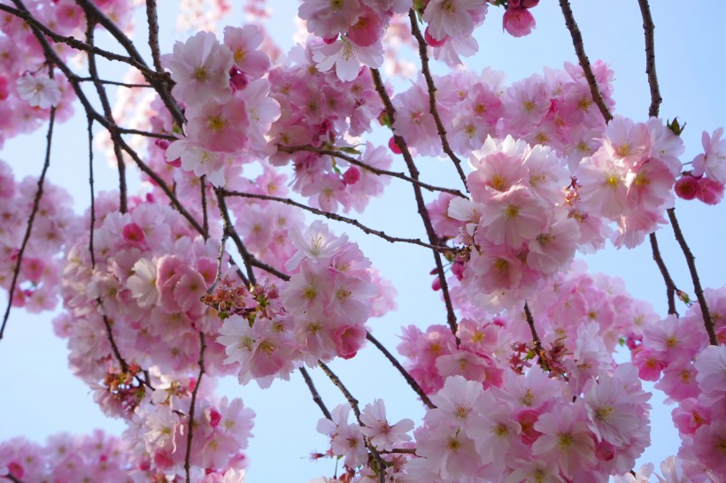 热闹盛开的粉嫩樱花图片