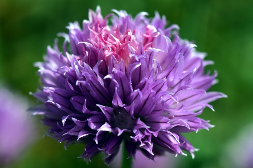 茂盛的紫色葱花图片