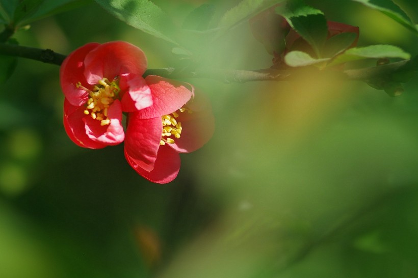 火红的贴梗海棠图片