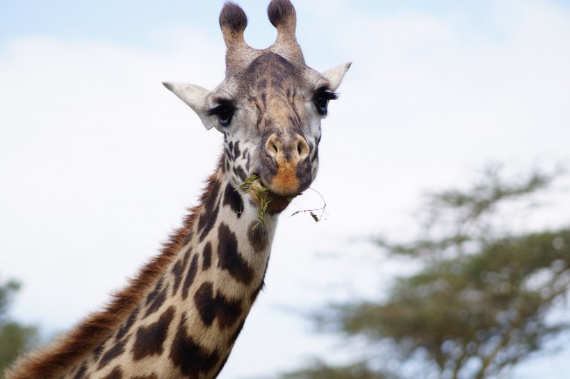 身材高大脖子长长的长颈鹿图片