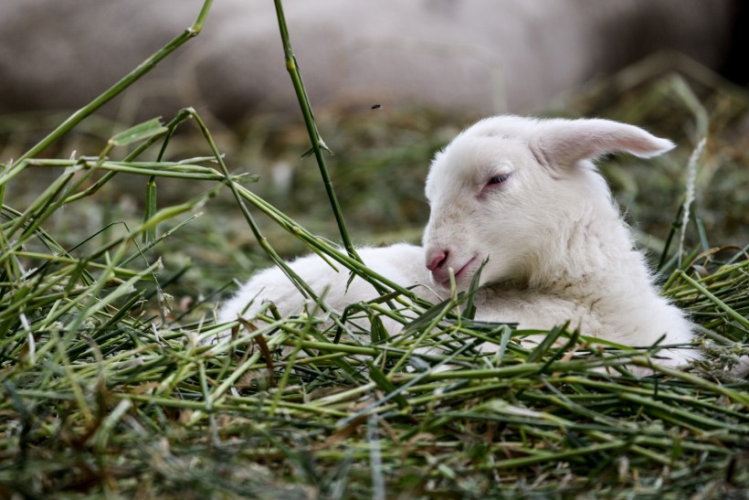 草地里的小羊图片