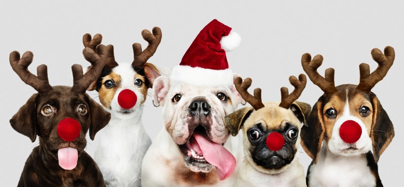 圣诞装扮的狗狗图片
