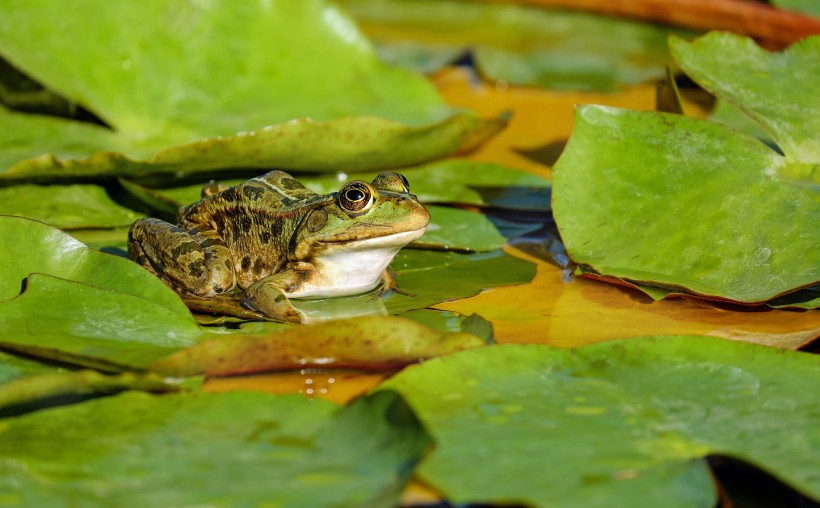 池塘里的青蛙图片