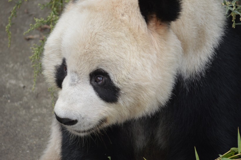 珍稀的大熊猫图片