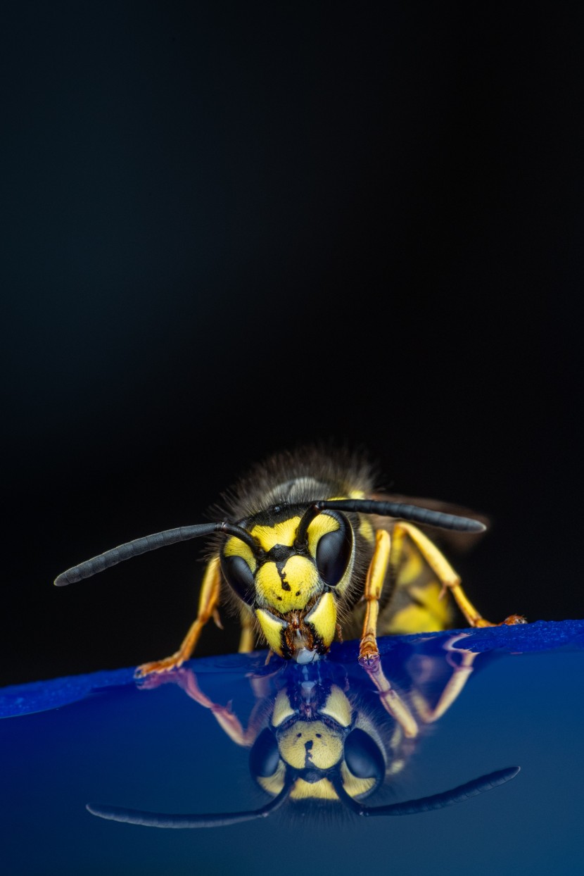 体大身长的黄蜂图片