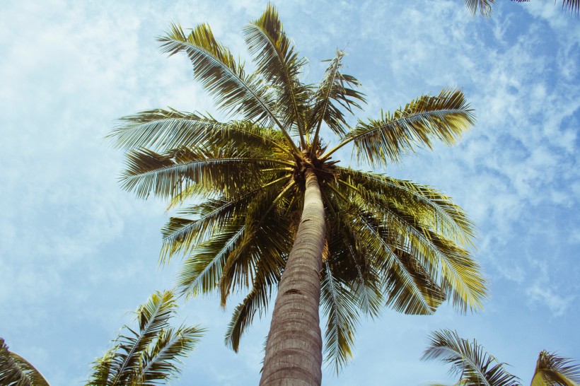 热带海边的椰树图片