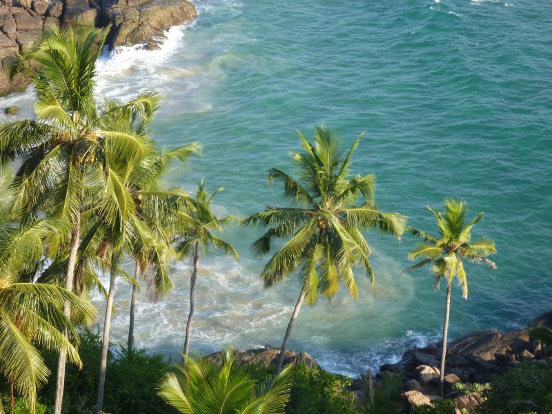 热带海边的椰树图片